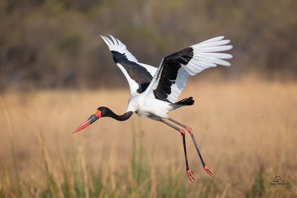 Saddle-billed Stork in Tanzania in Tanzania